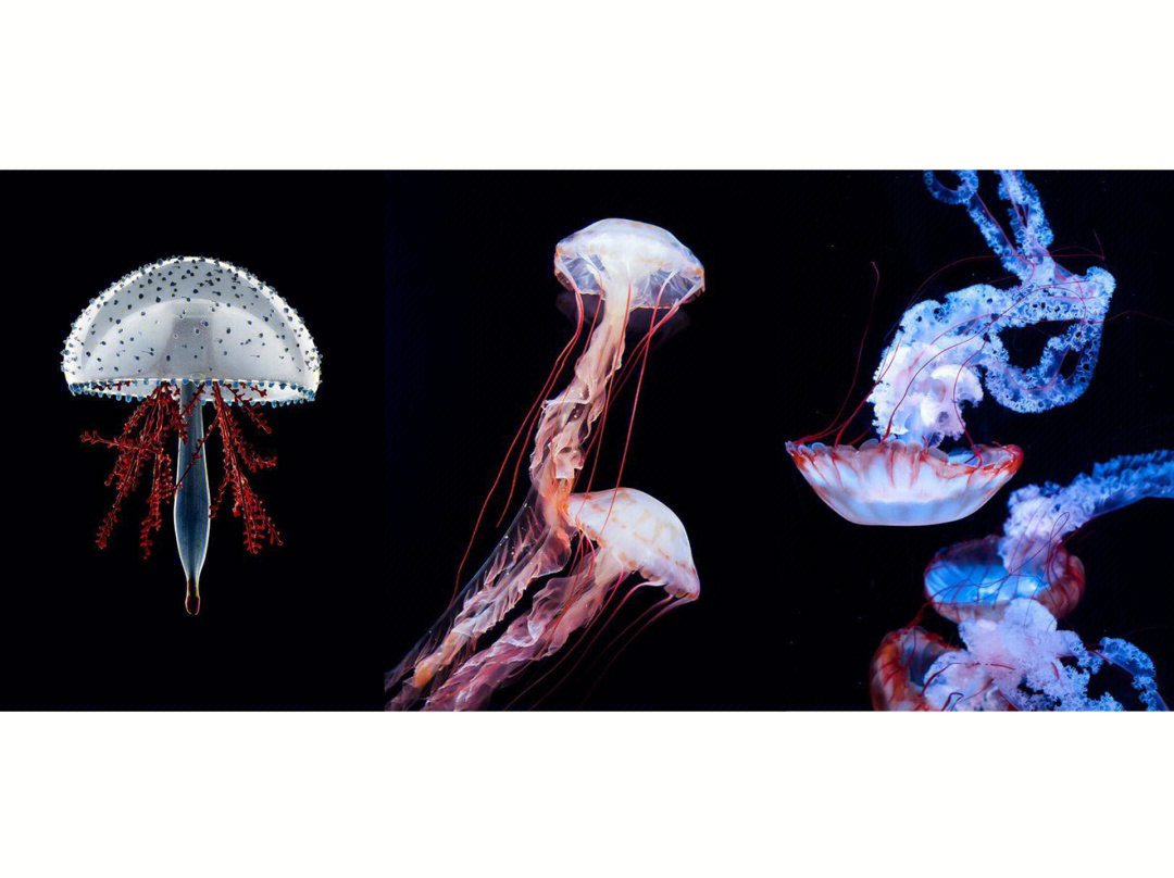 水母运动规律分解图图片