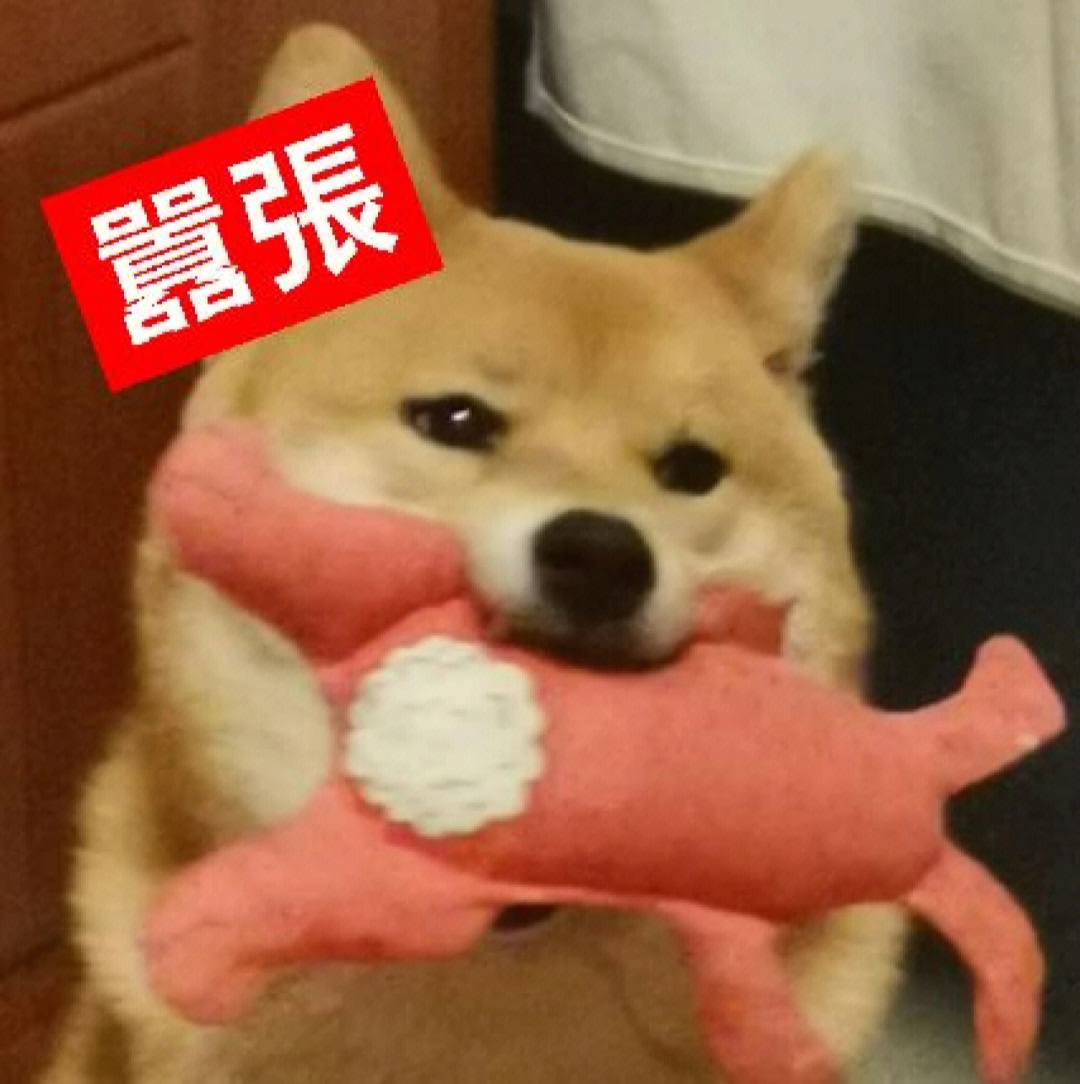 柴犬表情包