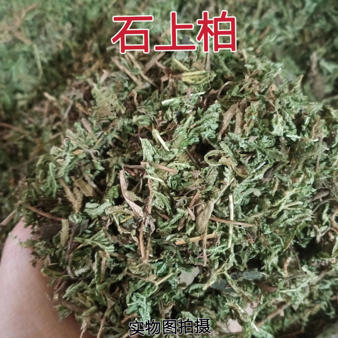 岩柏草图片的功效图片