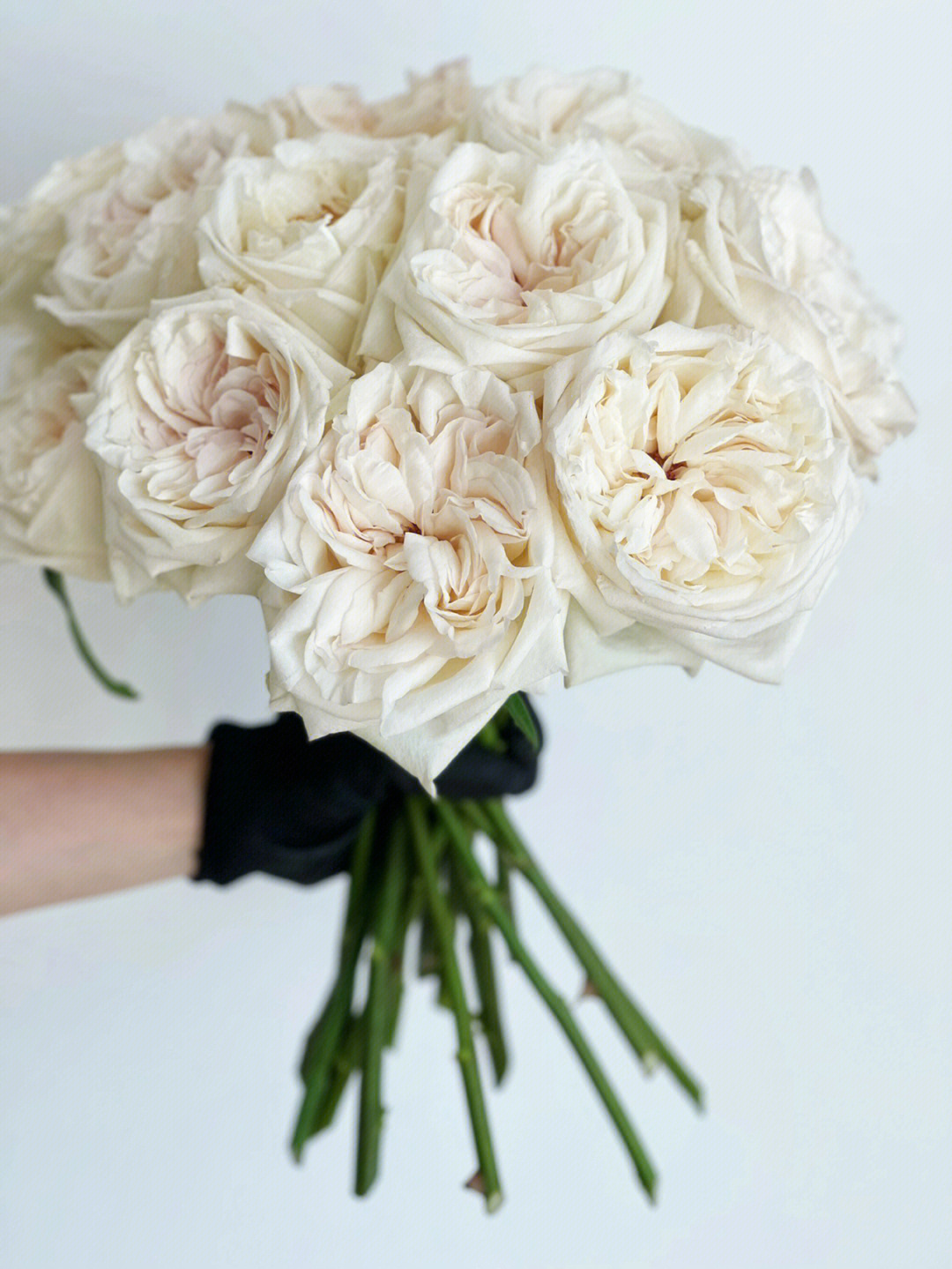 白色奥斯汀玫瑰花语图片