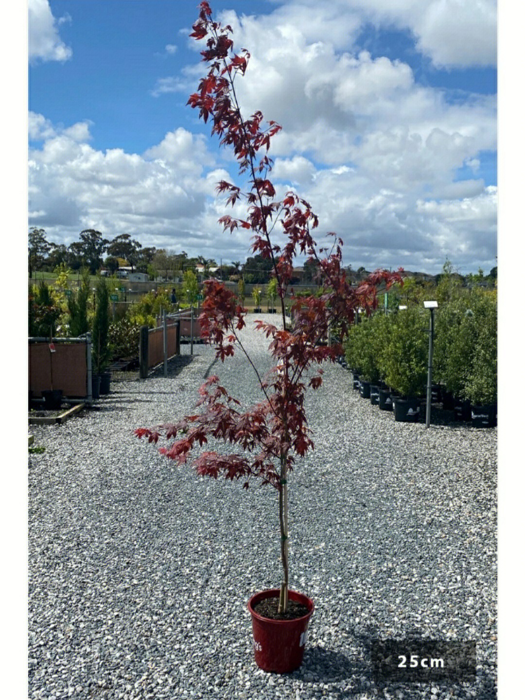 你永远都缺一颗枫树japanesemaple日本枫树