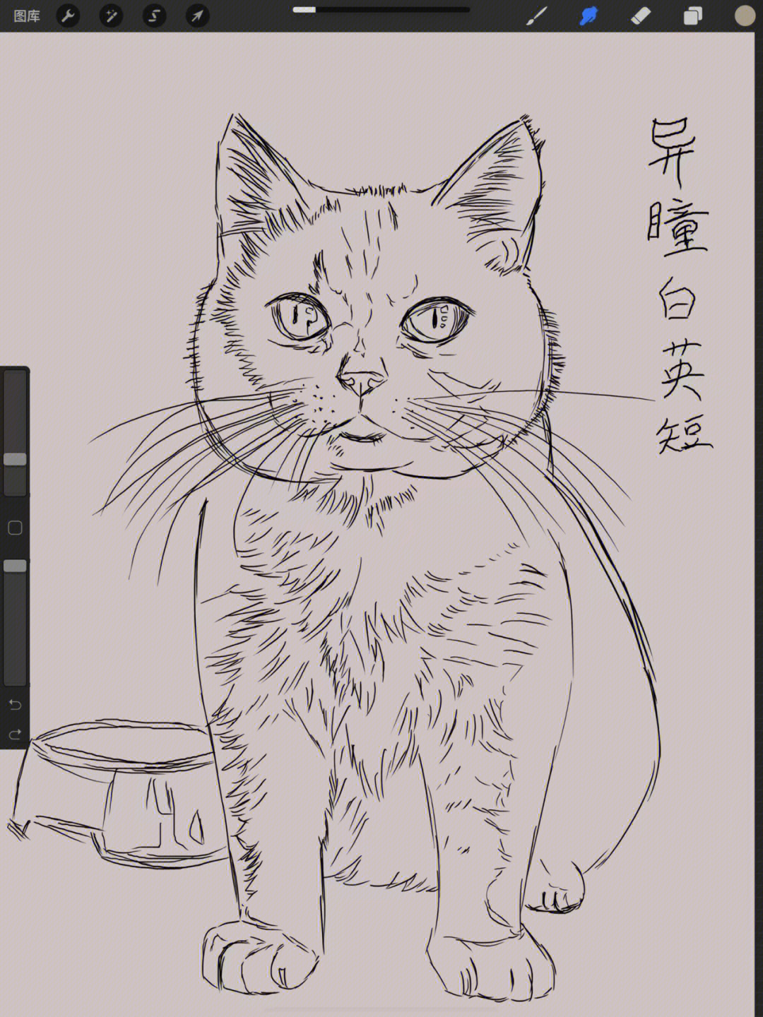 蓝猫简笔画英短图片