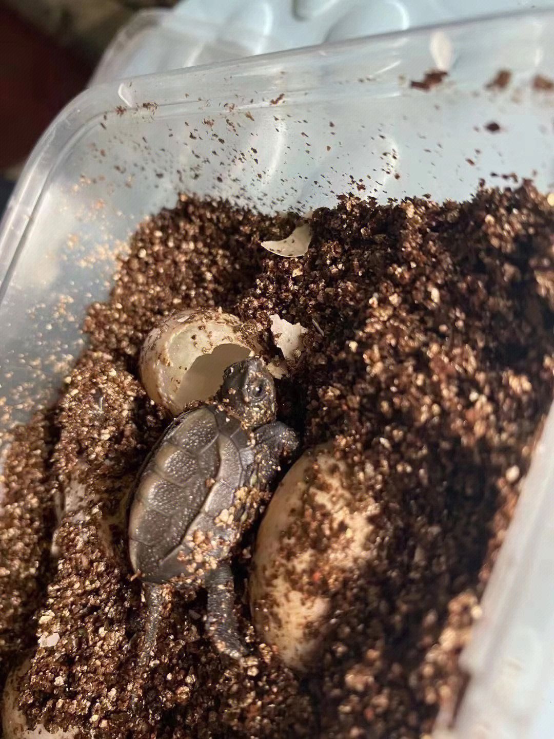 有朋友带着自己家的小朋友一起去孵化乌龟蛋,让他们等待中学会了耐心