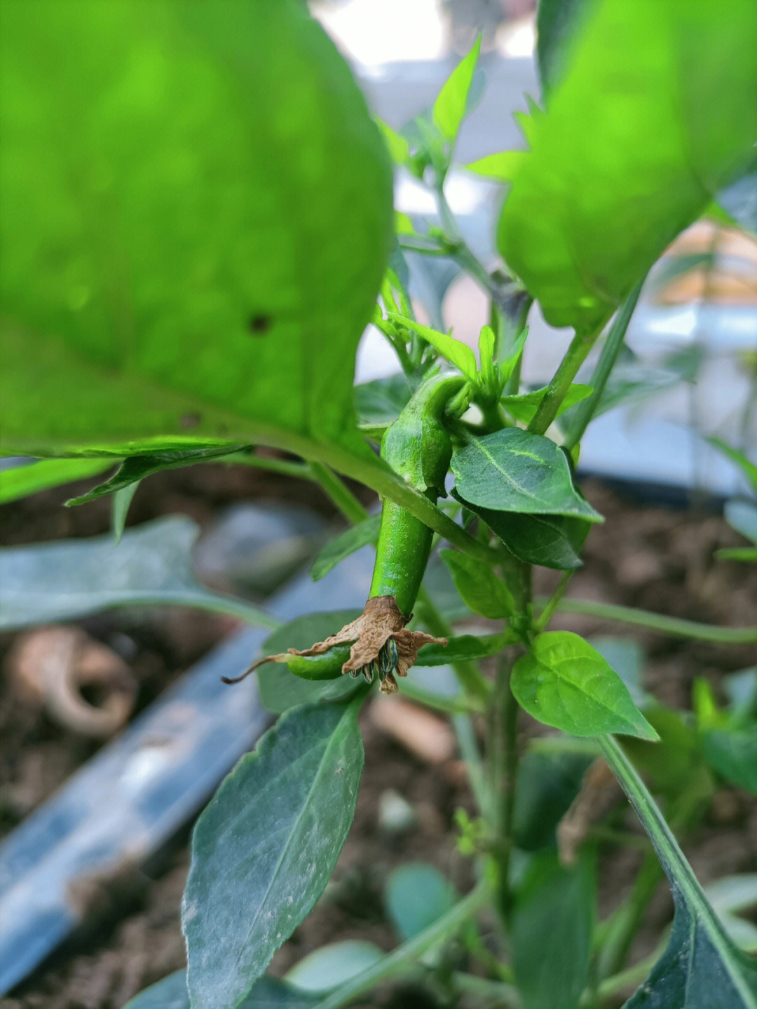青椒的生长过程图片