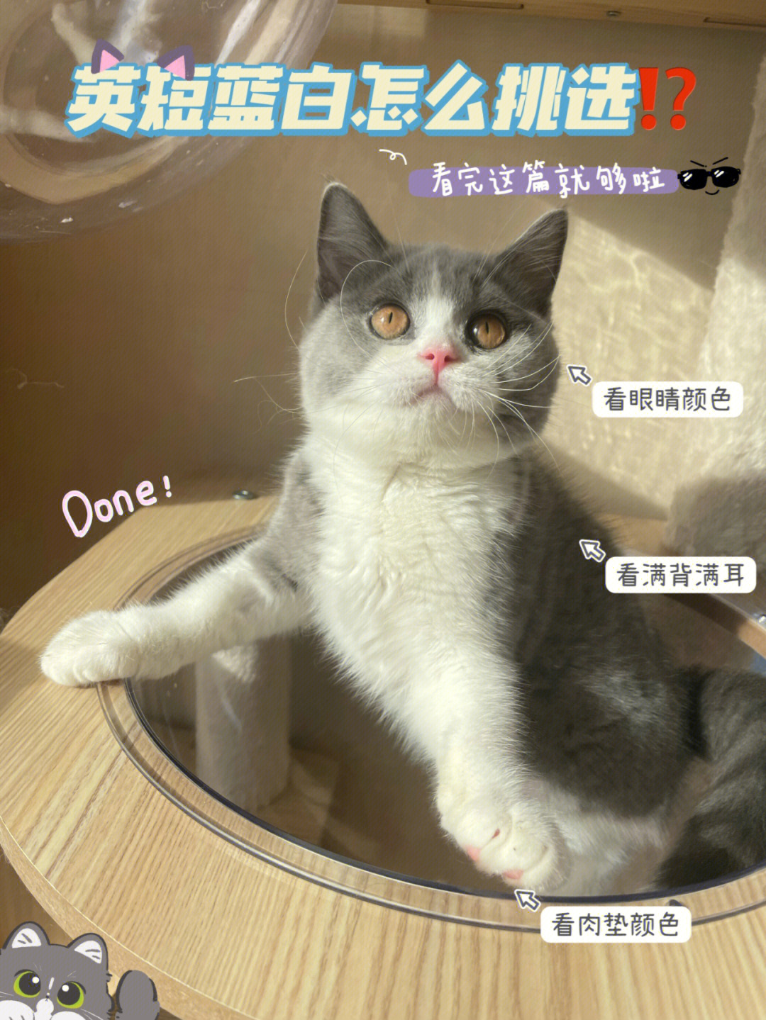 新手养猫不走弯路74新手养猫首选英短蓝白