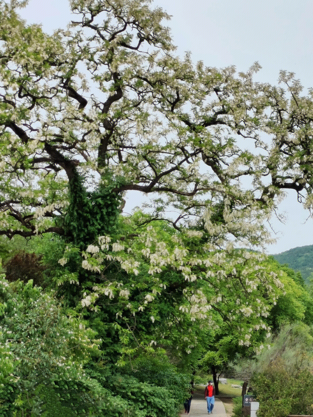 农村槐花树照图片图片