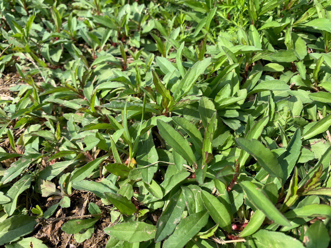 马兰头野菜花图片图片