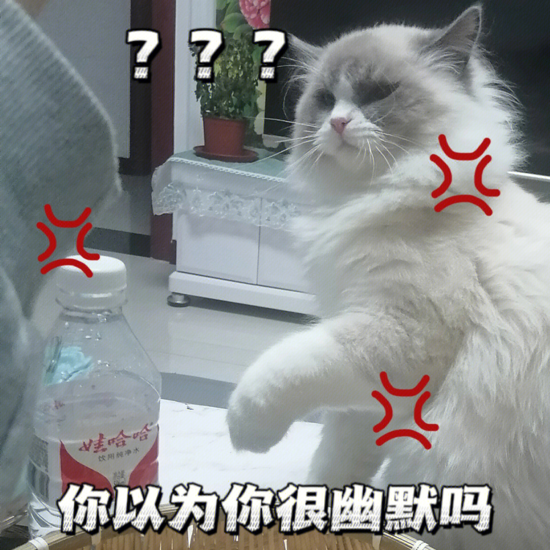 小表情也太可爱了吧,妥妥的表情包#小猫咪#猫咪生气#猫咪日常