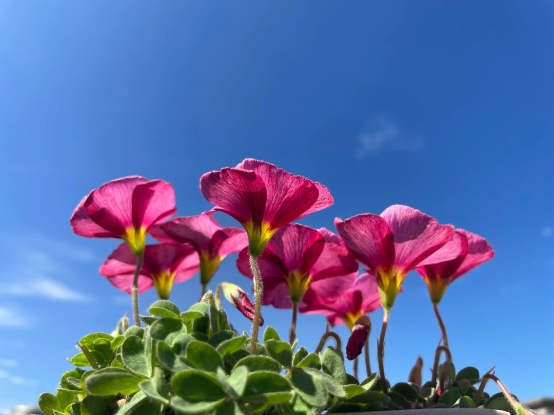 蓝天格锐花花的头像图片