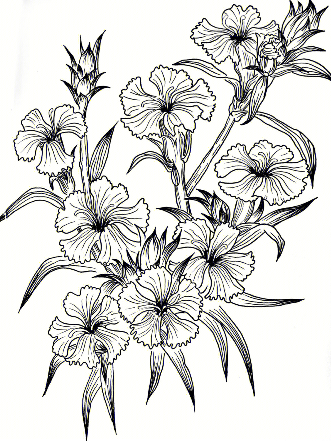 100张花卉线描图 临摹图片