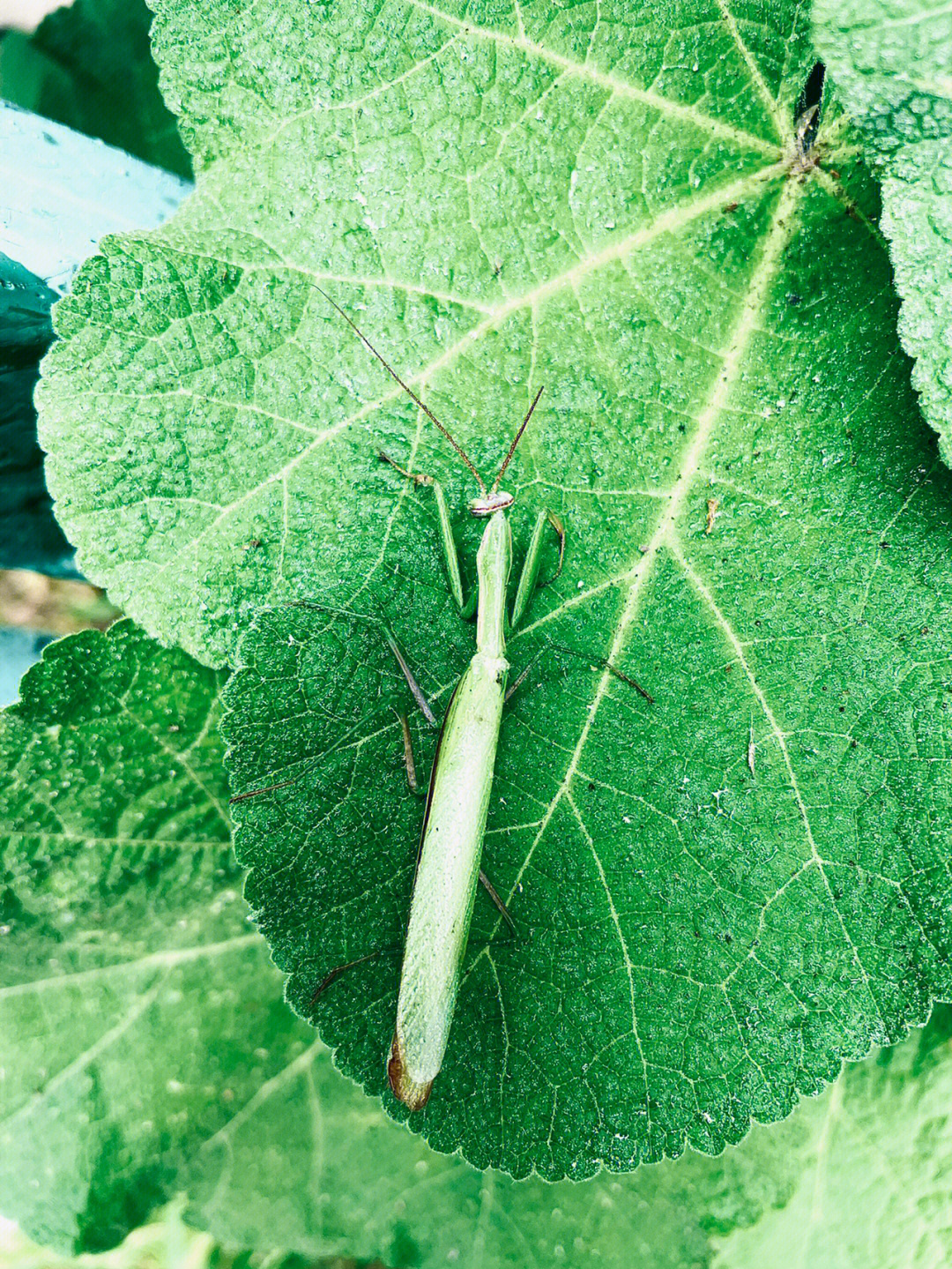 螳螂到底是益虫还是害虫呢