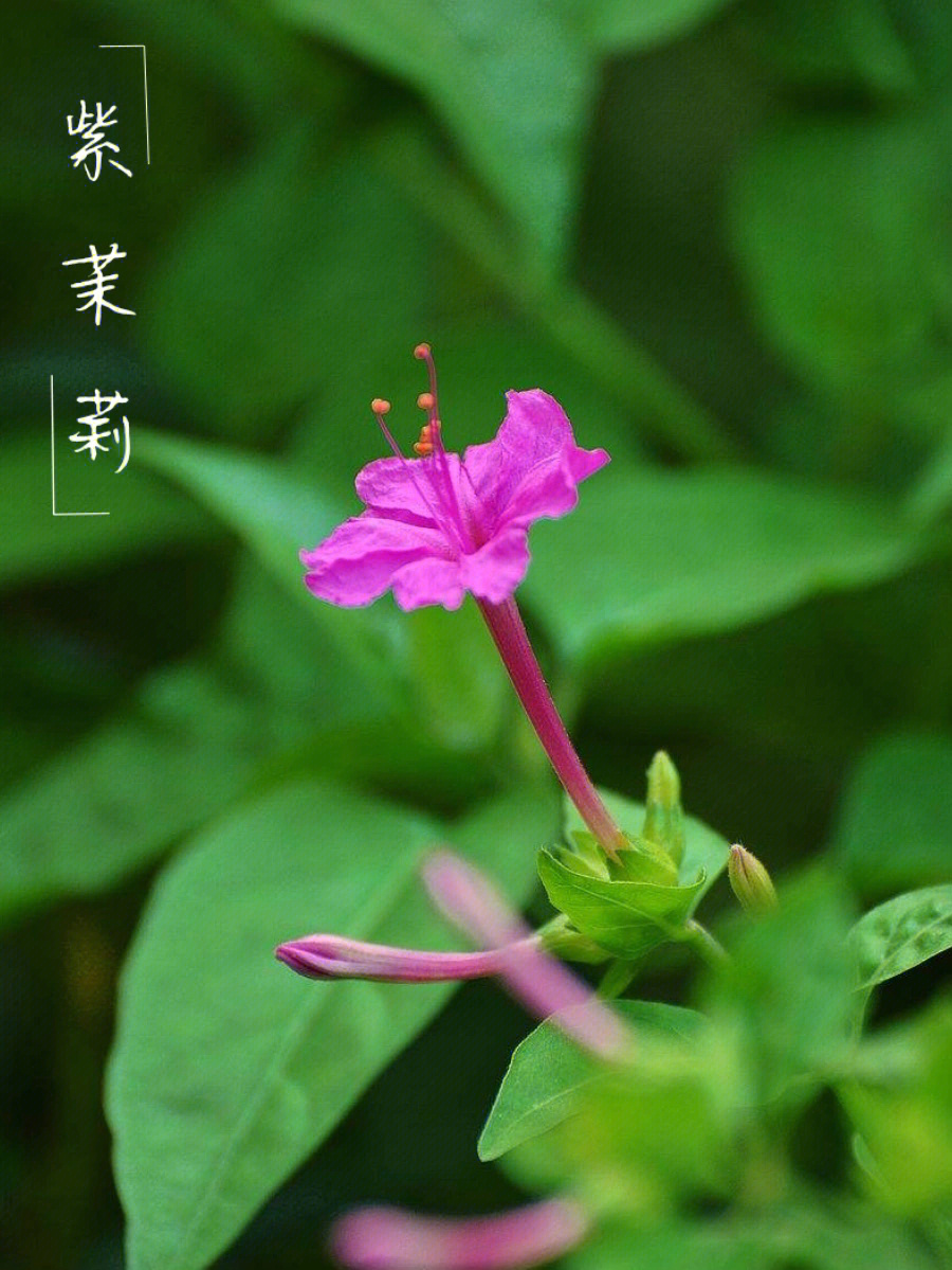 紫茉莉株高图片