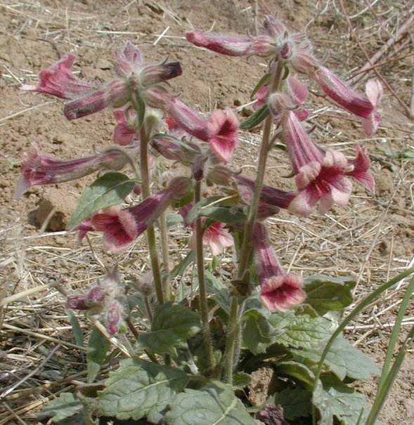 熟地黄花