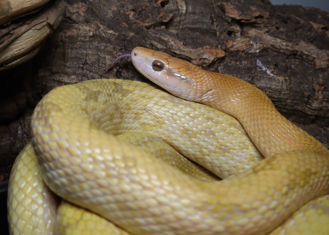 另两条白化母,一条颜色很淡雅另一条比较黄#黑眉锦蛇#国产蛇