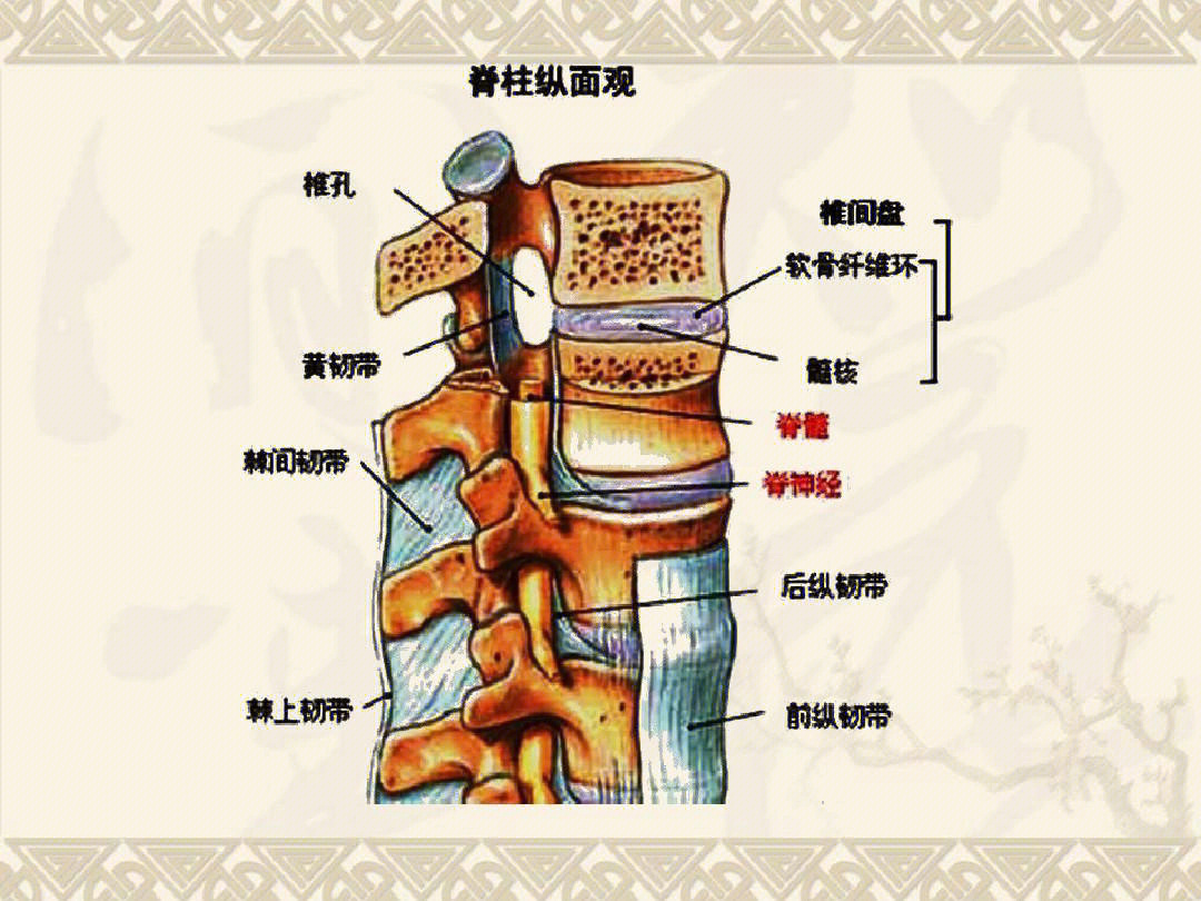 组织结构产生解剖位移,如棘突偏歪,关节突关节错峰,棘间隙改变,不仅在