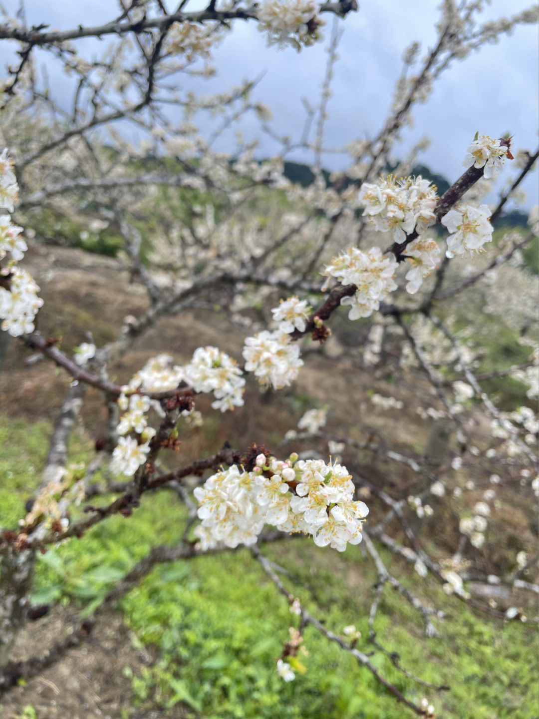 从化李花