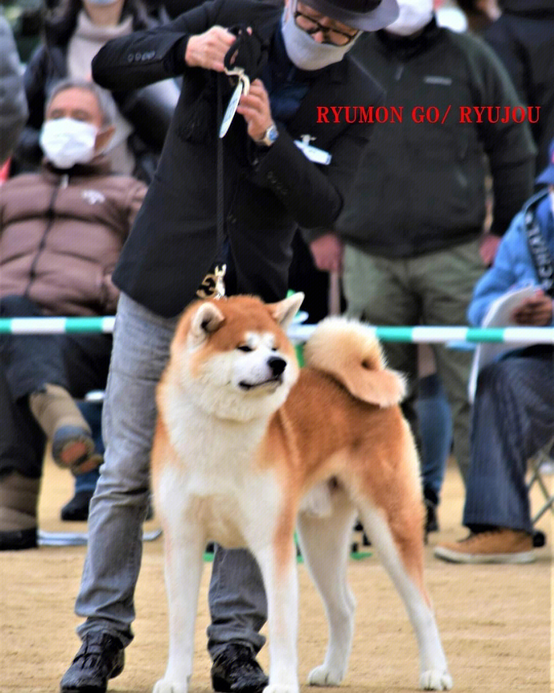 日本本部展比赛上秋田犬～标准是什么