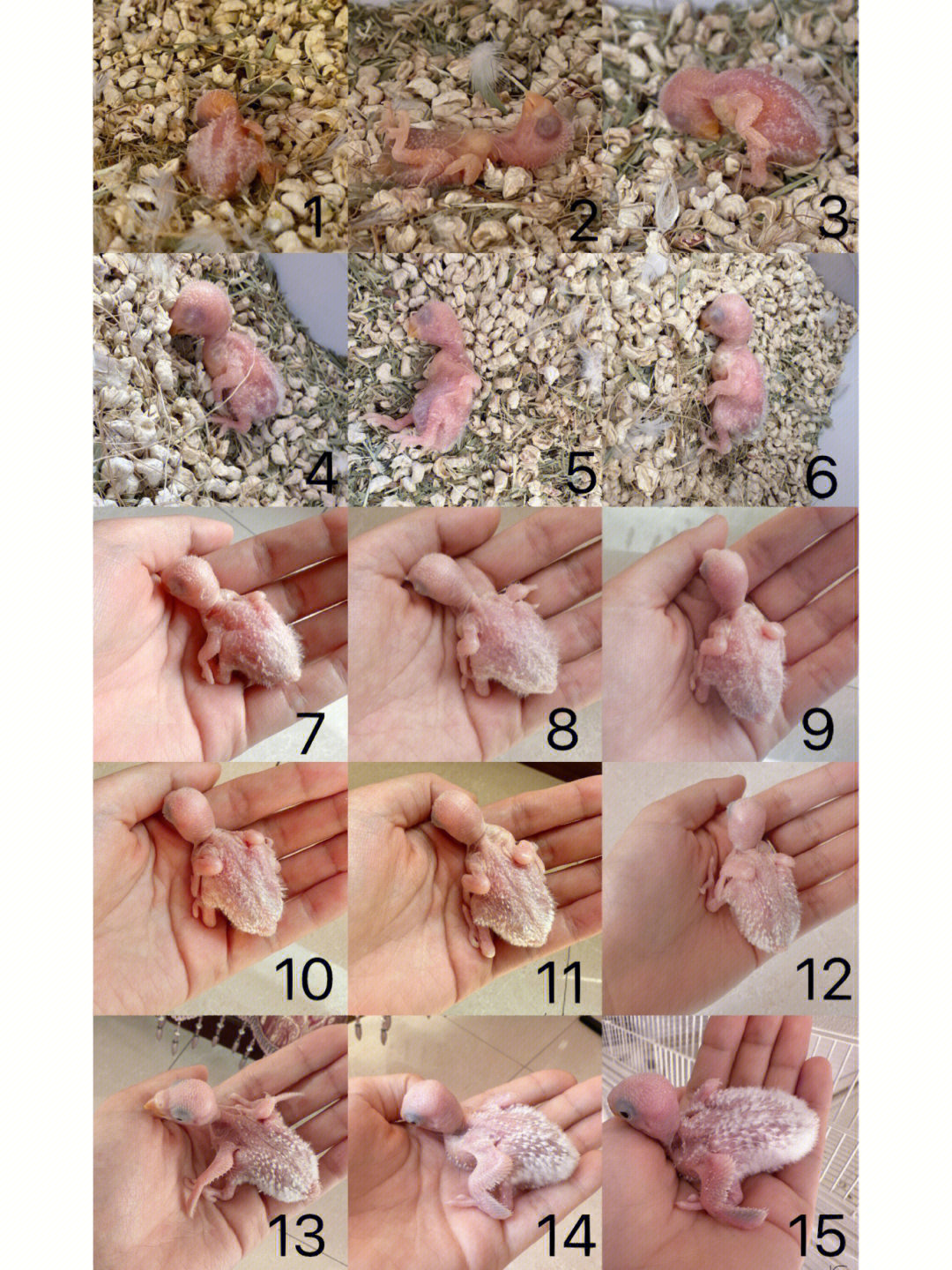 记录牡丹鹦鹉从出生到45天的变化
