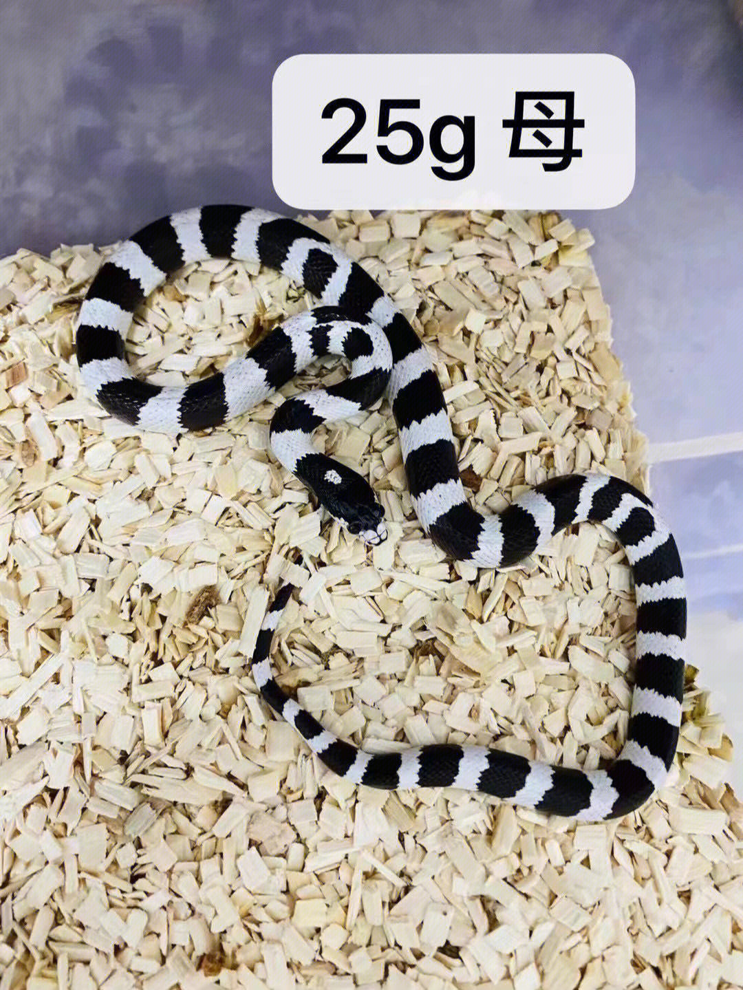 白化墨西哥黑王蛇图片