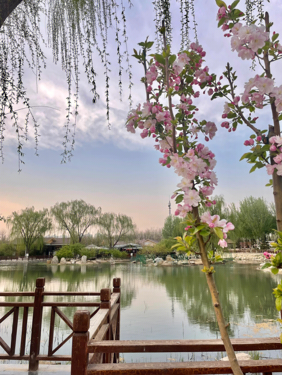北京的春天读书笔记图片