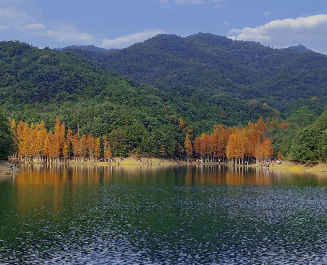 义乌朝阳水库水杉林图片