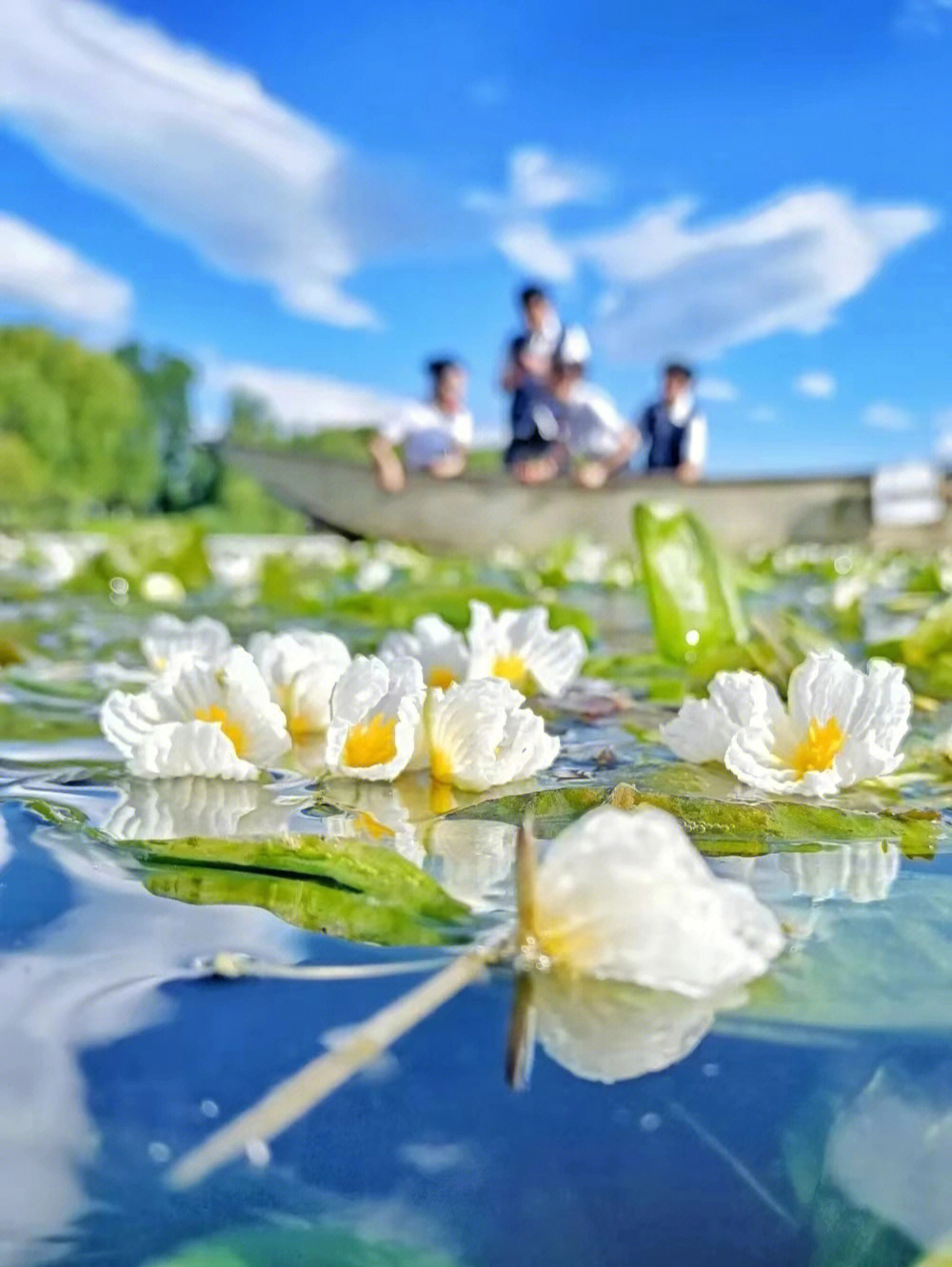 大理洱海海菜花开美不胜收