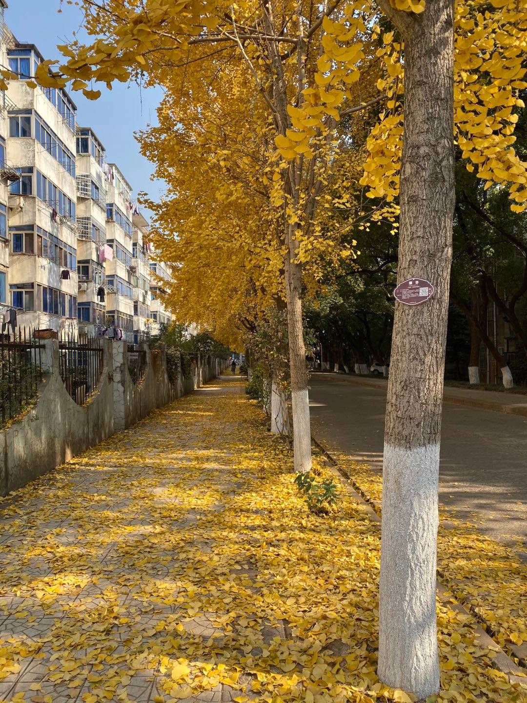 银杏树冬天图片图片