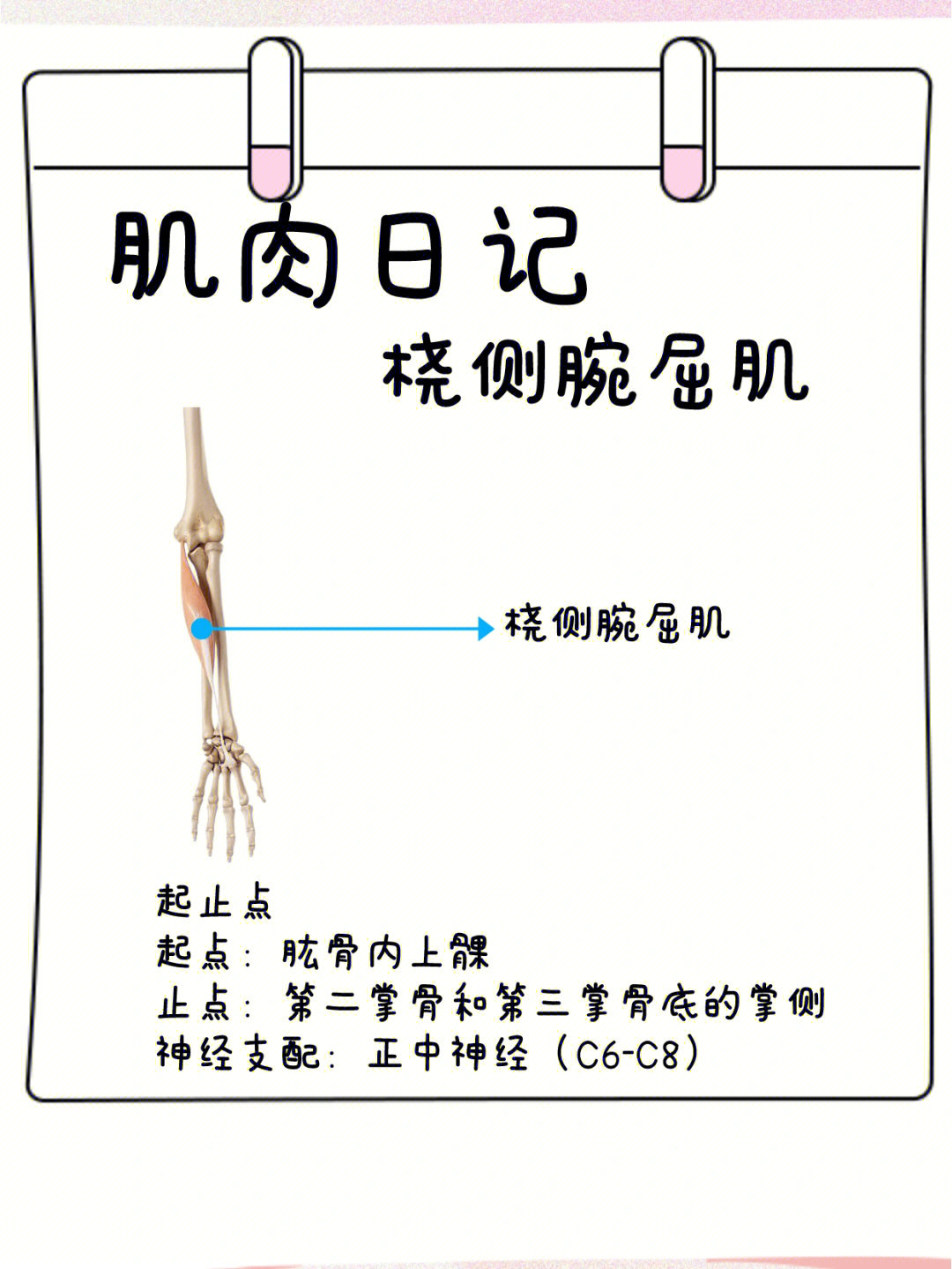 肌肉日记之桡侧腕屈肌