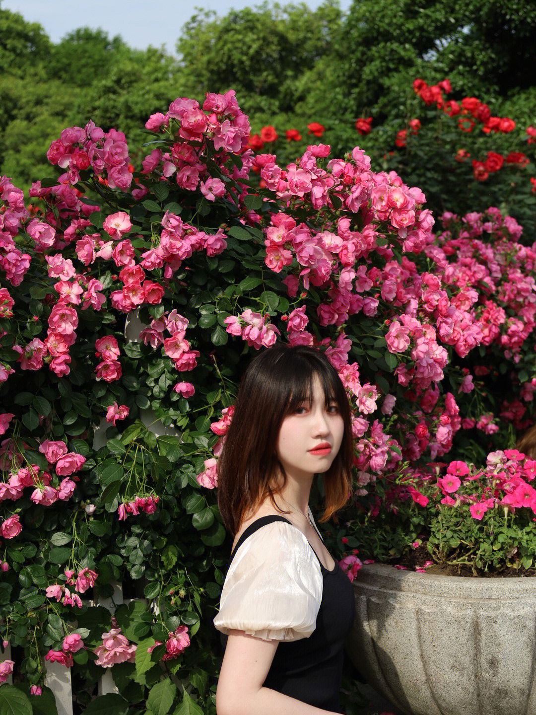 五月二号的杭州花圃蔷薇子