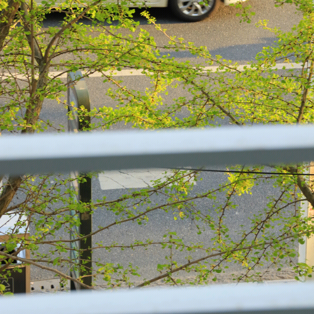 竹篱笆外的春天 电影图片
