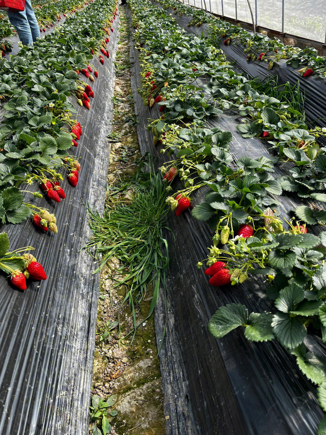 海淀草莓采摘园图片