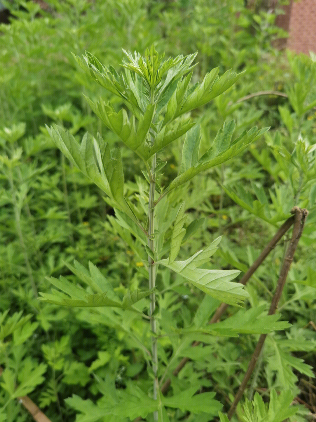 红陈艾的功能图片