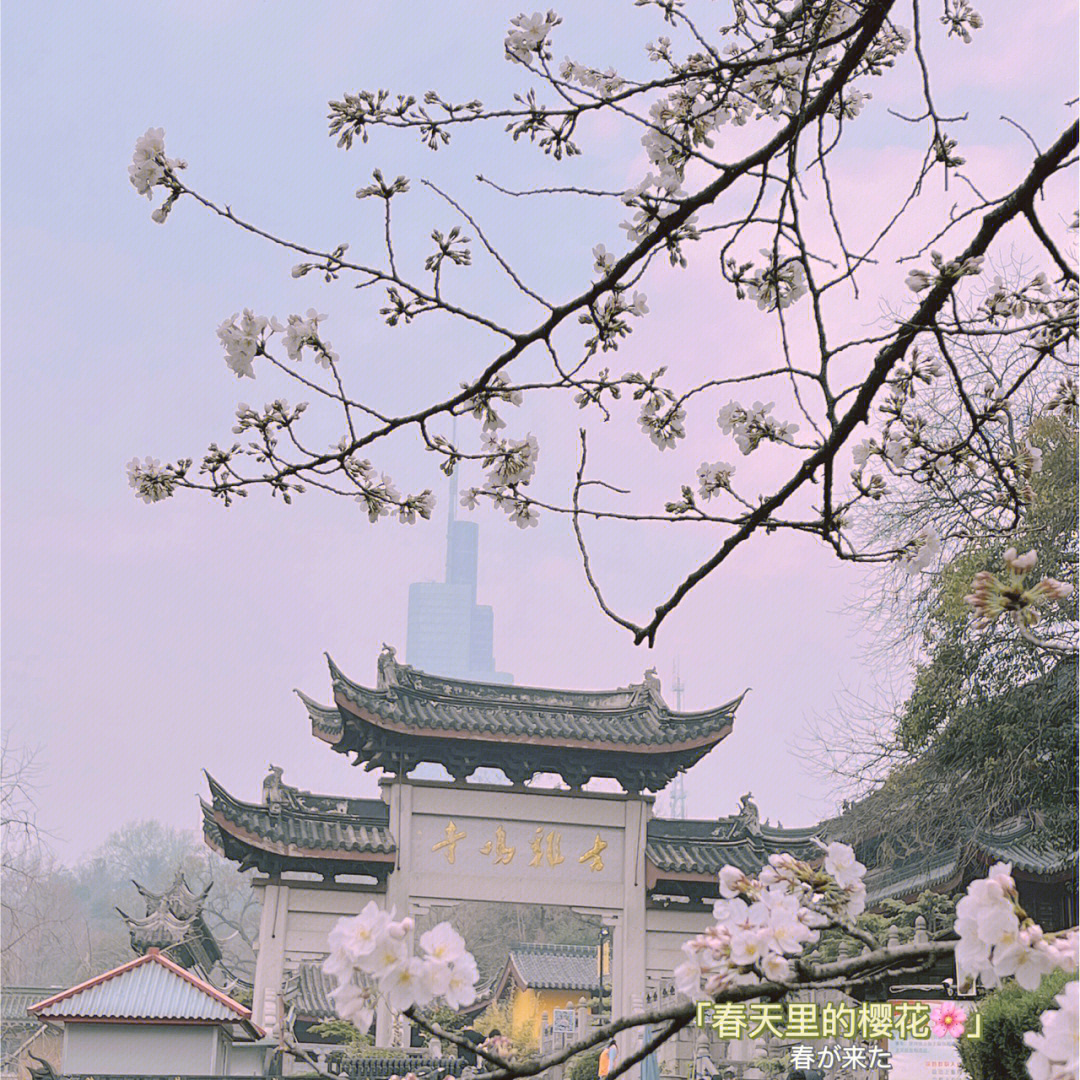 鸡鸣寺樱花