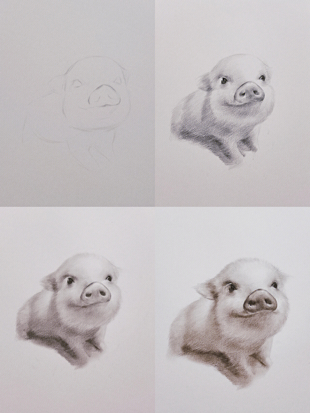 猪的设计素描创意图片图片