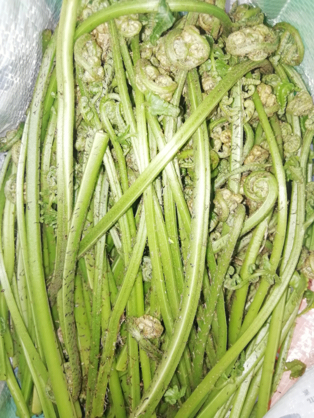 水蕨菜