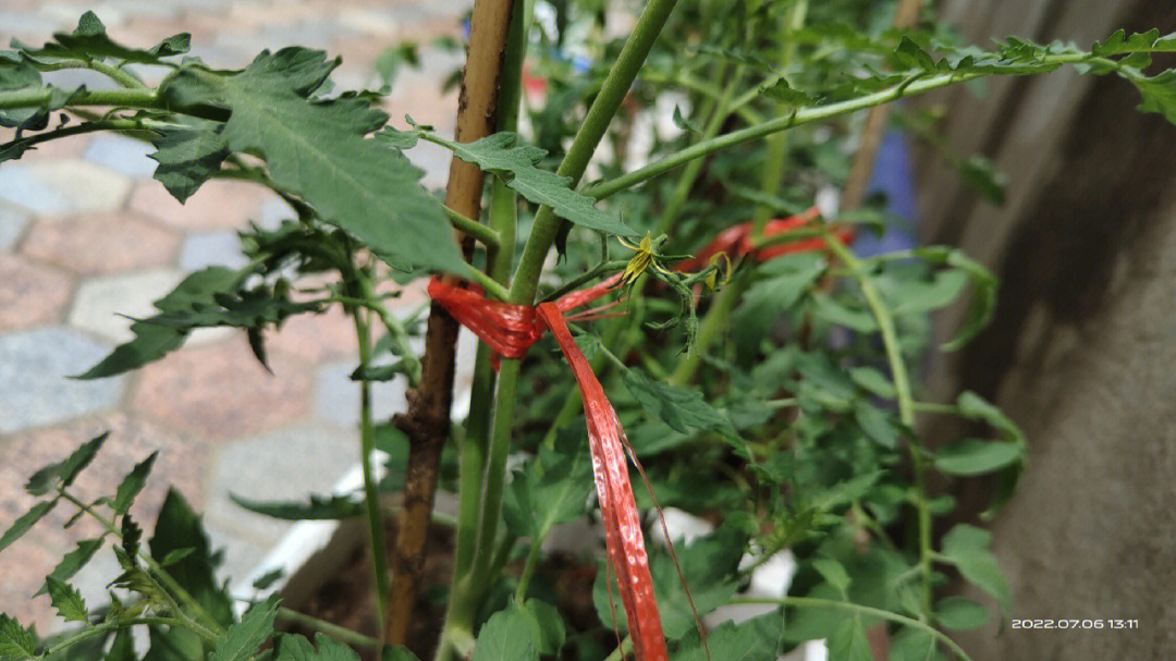 番茄花骨朵图片