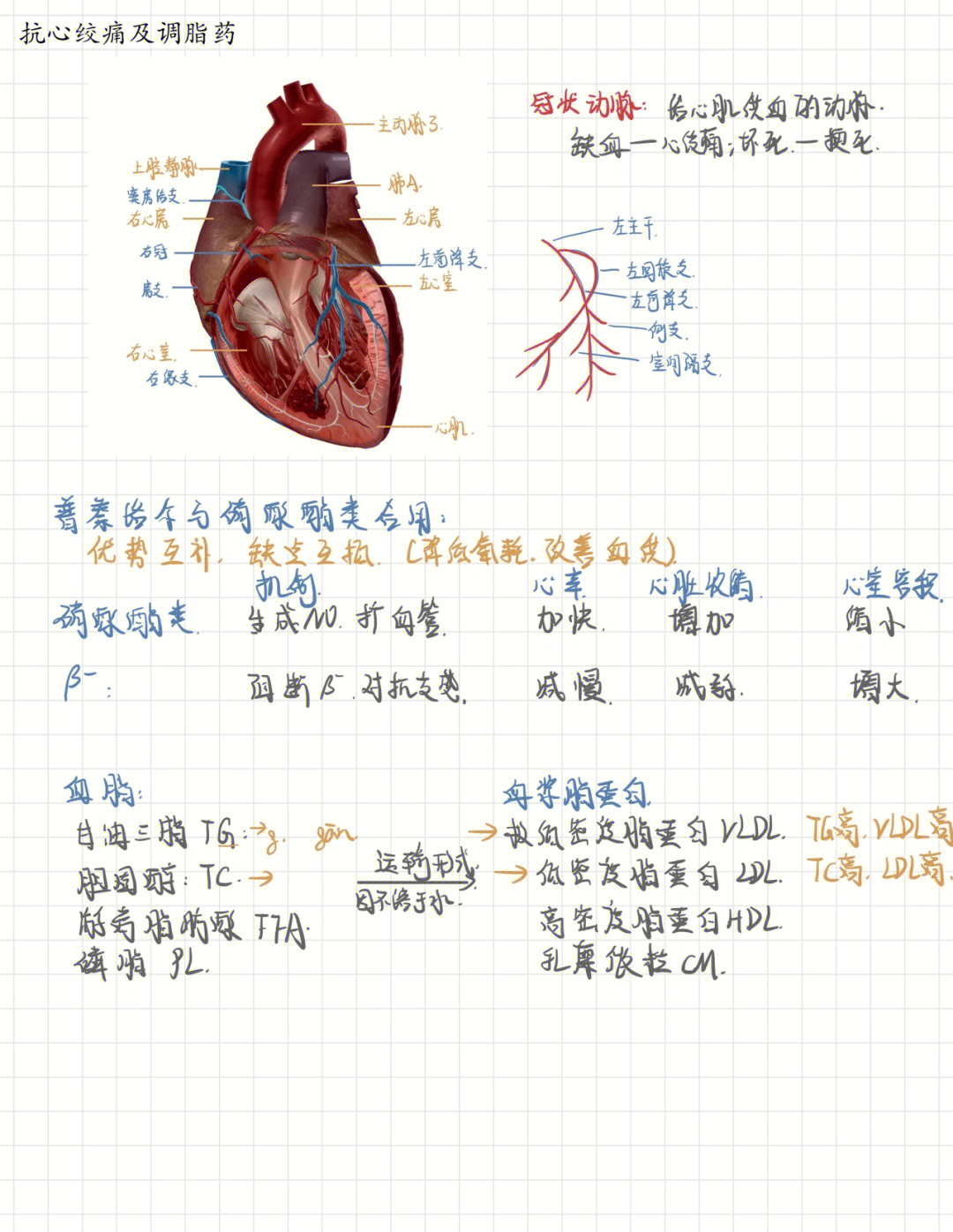 洋地黄类药物作用图片