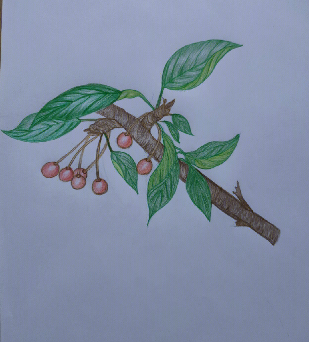 彩铅植物手绘今日画74樱桃cherry