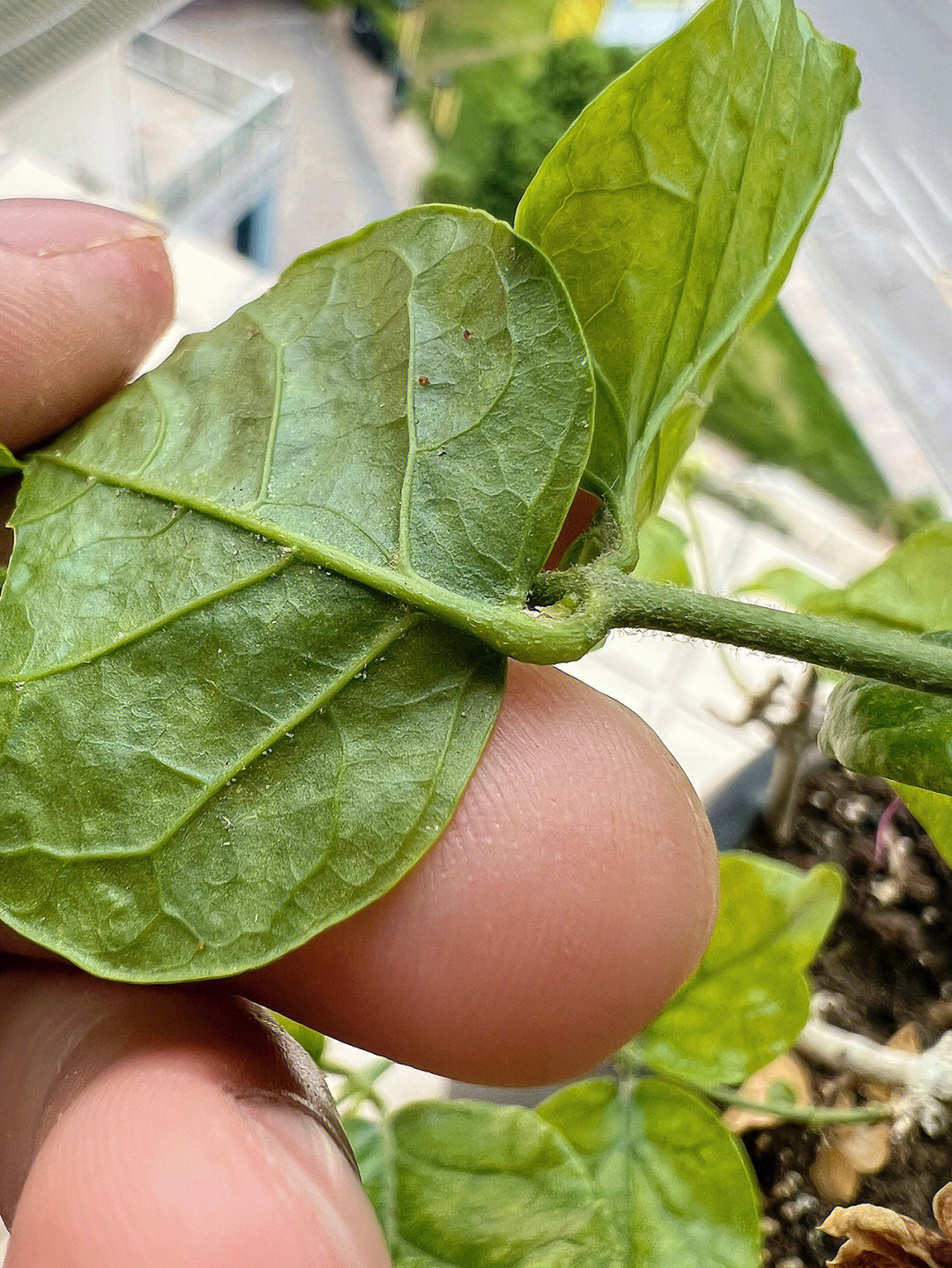 茉莉花红蜘蛛病害图片图片