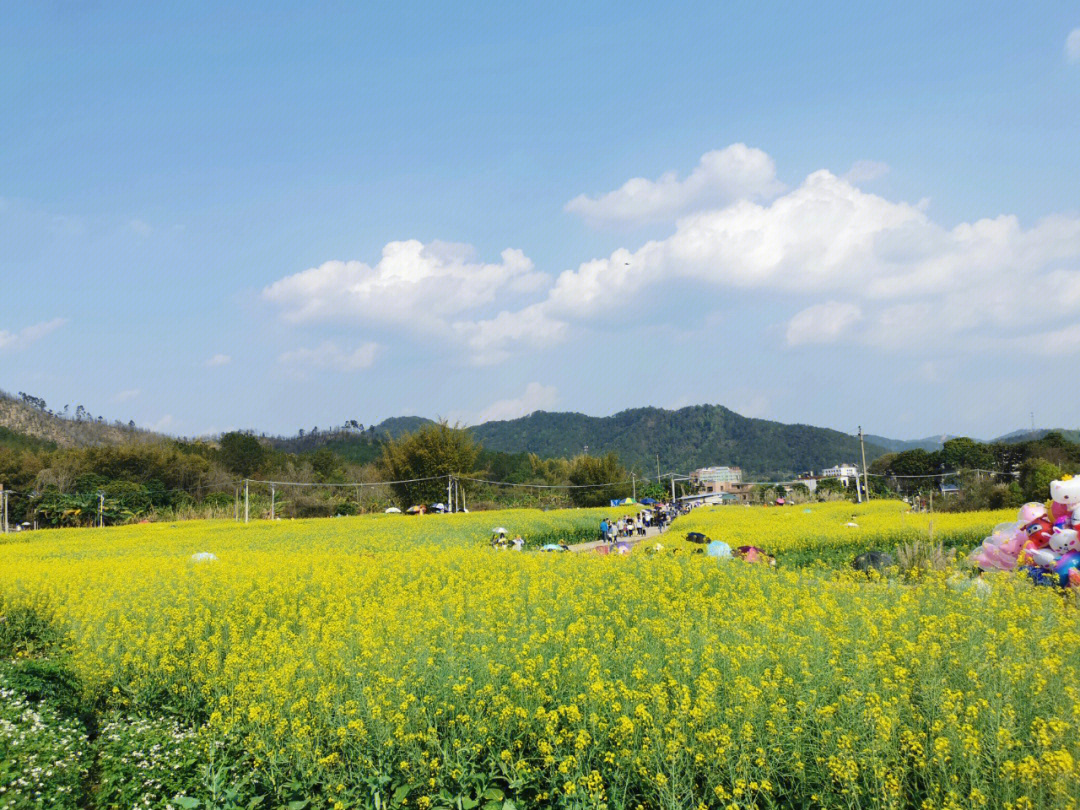 梅州油菜花