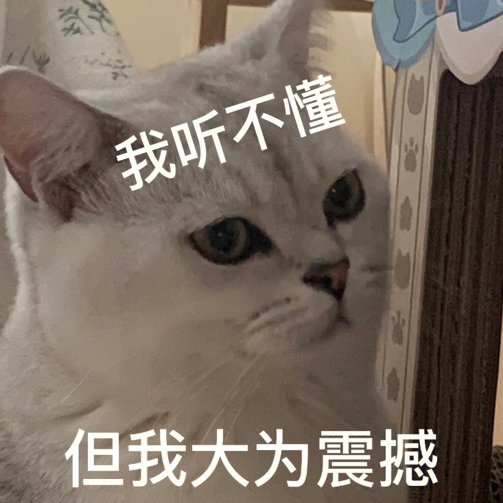 猫咪表情包丨我听不懂但我大为震撼