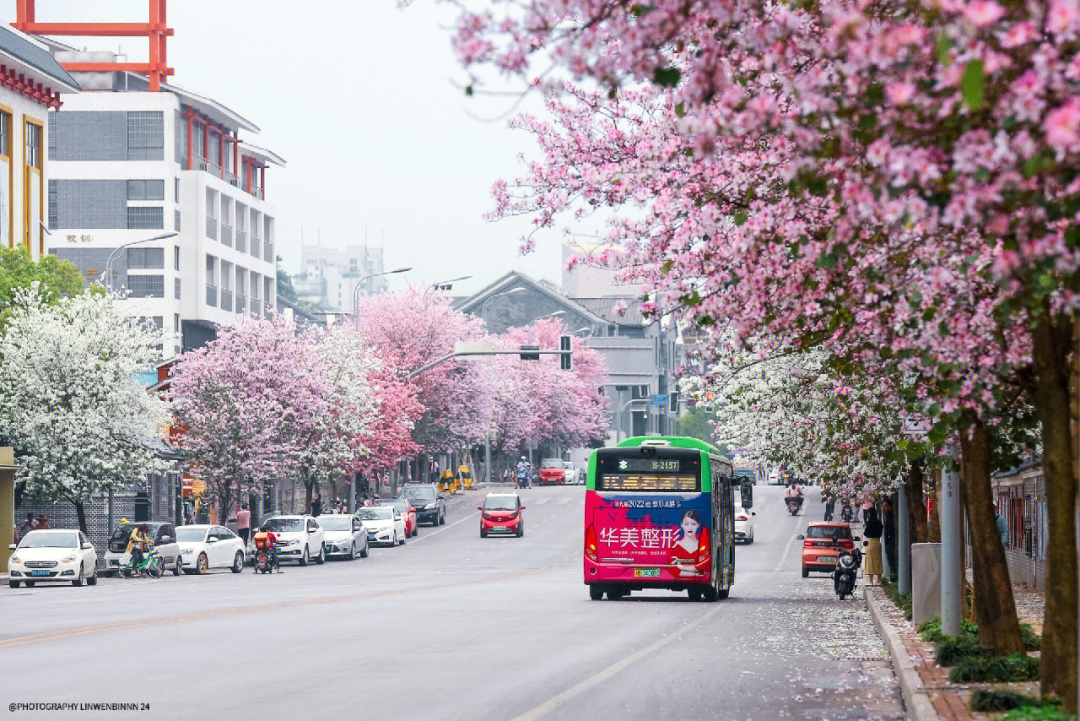 墙花路柳图片