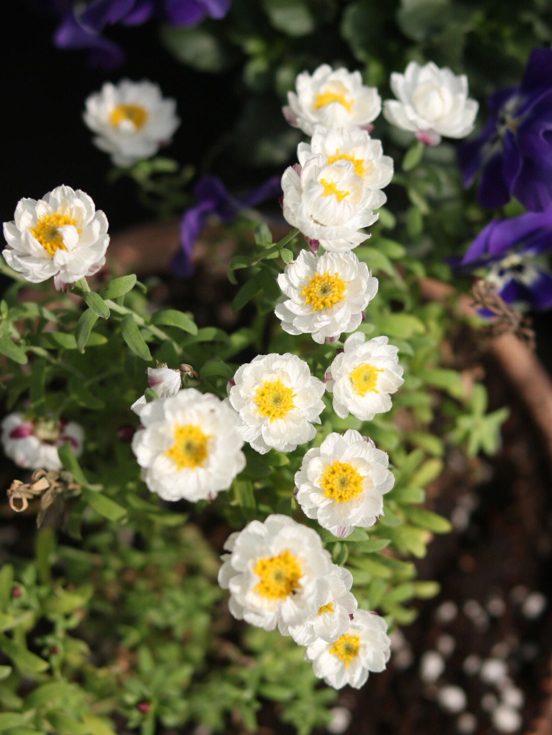 花簪鳞托菊图片