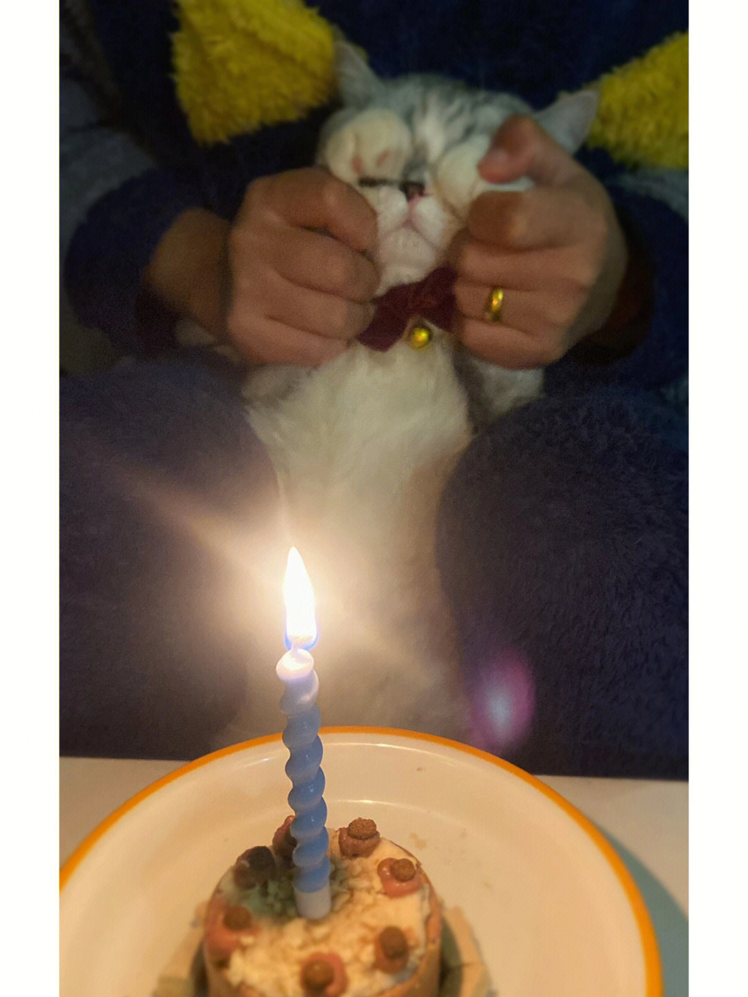 猫咪吹蜡烛生日图片图片