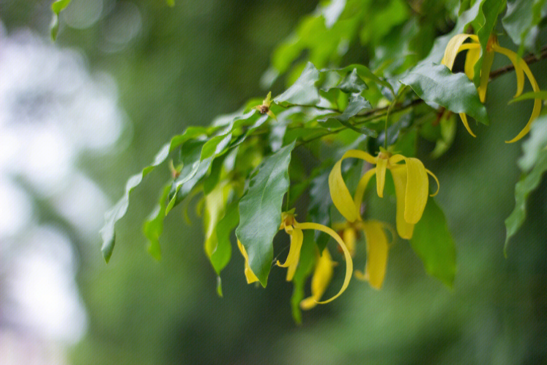 鹰爪花