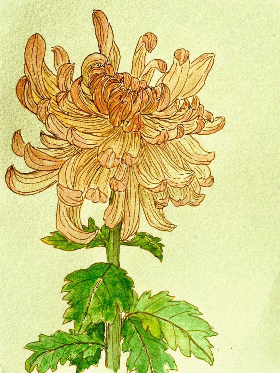 《自在飞花100种唯美手绘花卉线描技法》,速写完线稿,简单着色