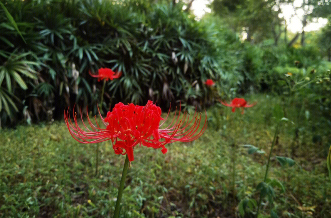 地狱壁纸彼岸花图片