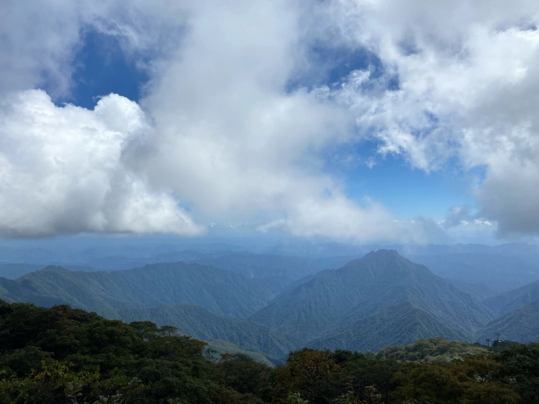 蓝色海岛竹叶青图片