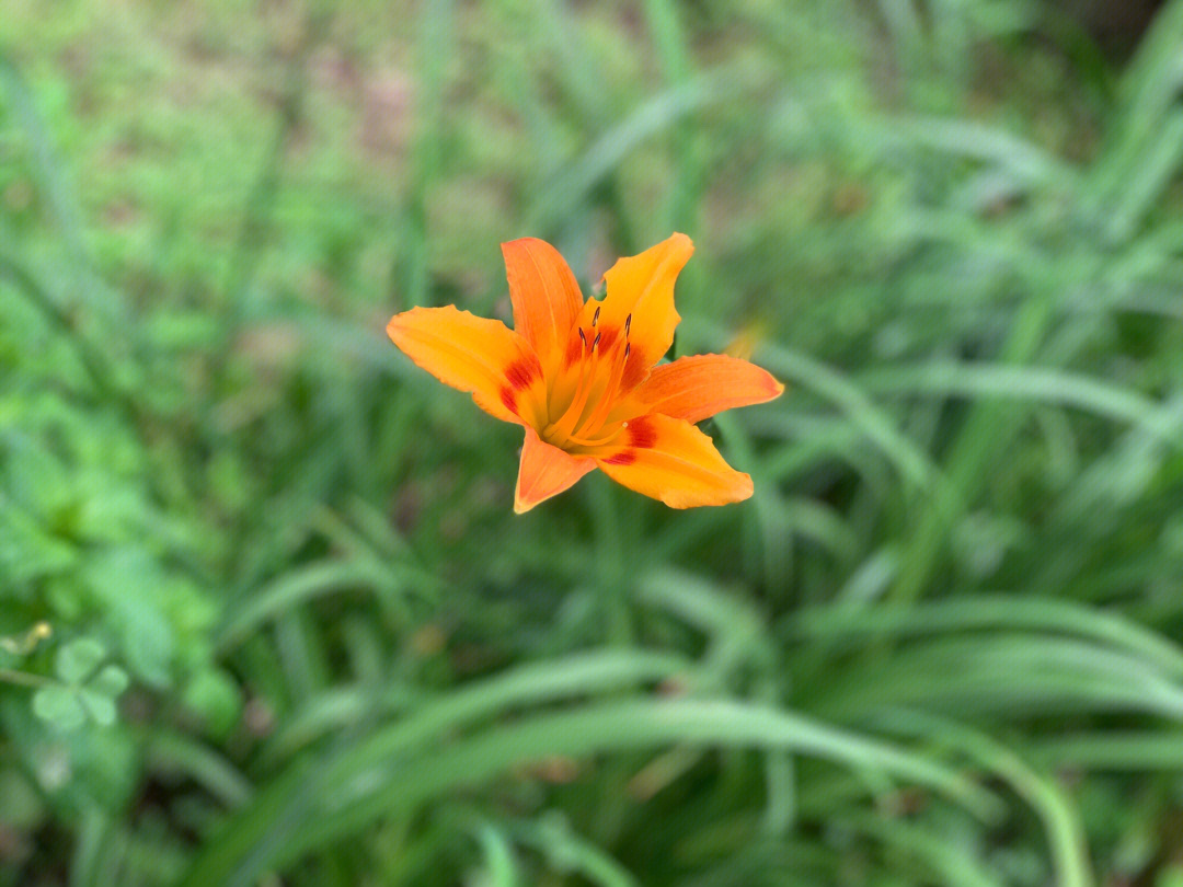 一川一花萱草花