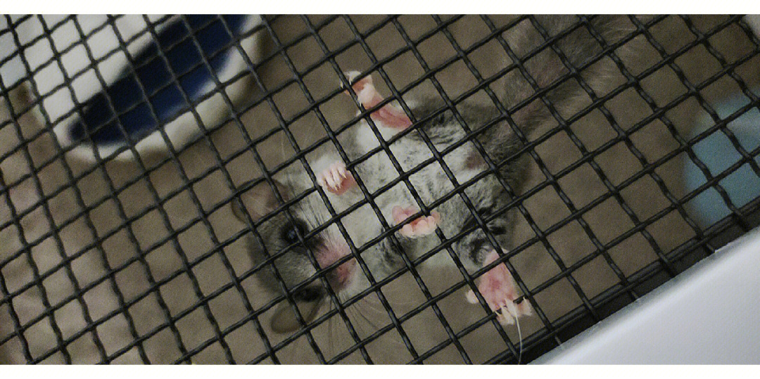 睡鼠智商图片
